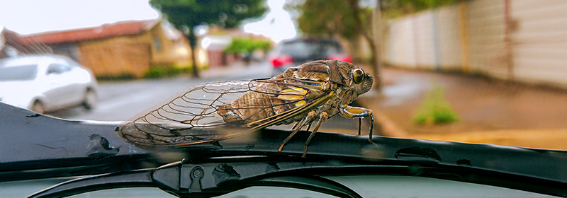 A cicada perched on a car's windshield wiper. The cicada pictured is an Annual Cicada and is green, with brown eyes. The 2024 cicadas will be black with red eyes.